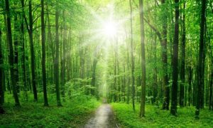 Power of Nature