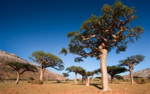 Frankincense