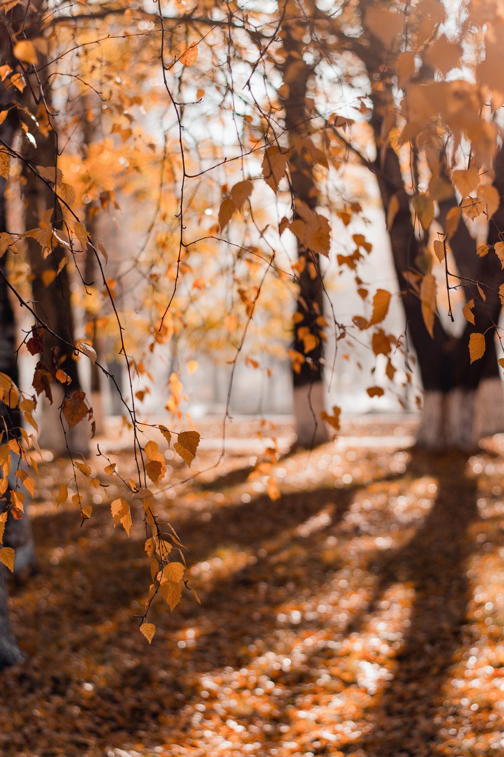 Autumn Health & Wellbeing Autumn Health & Wellbeing