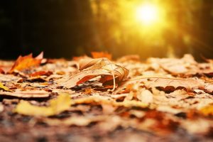 Golden autumn leaves